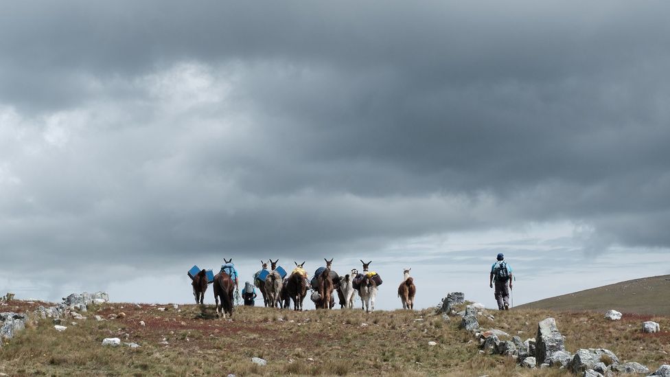 A hiker and llamas on the Qhapaq Ñan in Peru (Credit: Kevin Floerke) A hiker and llamas on the Qhapaq Ñan in Peru (Credit: Kevin Floerke)