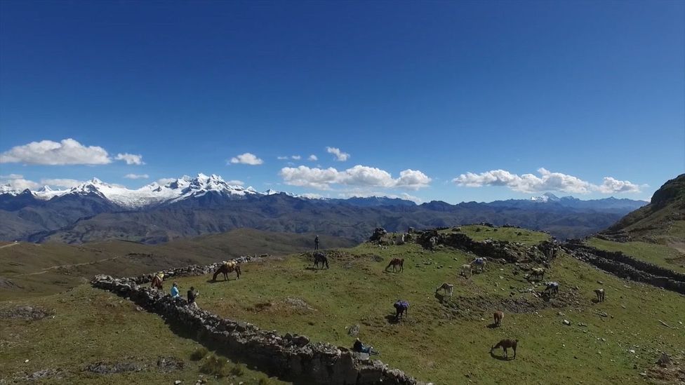 View of ruins and llamas in the Peruvian Andes (Credit: Kevin Floerke) View of ruins and llamas in the Peruvian Andes (Credit: Kevin Floerke)