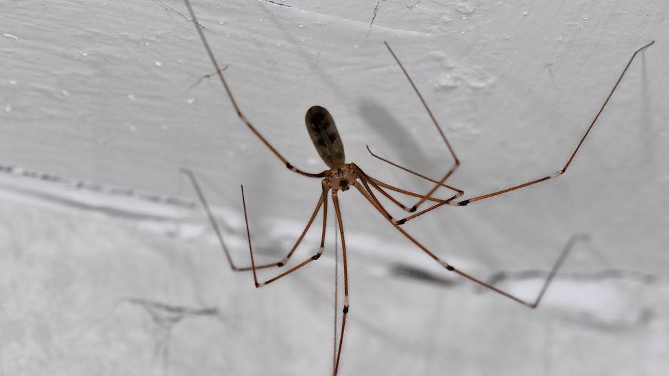 The Room Thats Home To 10000 Spiders Bbc Future 