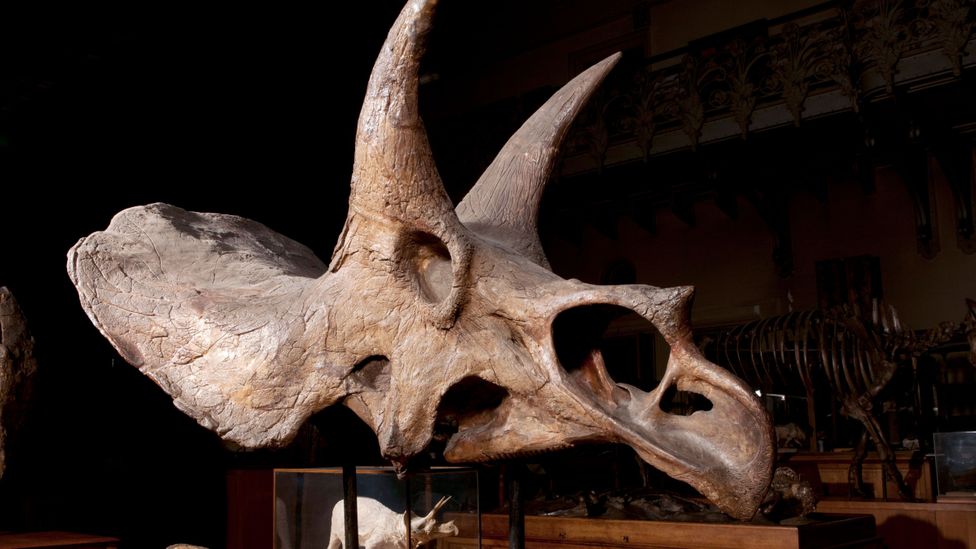 Triceratops might have evolved into speedy, grass-mowing dinosaurs like the mammals that emerged on grasslands (Credit: SPL)