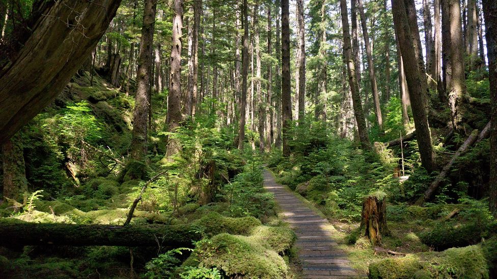 Haida Gwaii, British Columbia, Canada, forest, trail