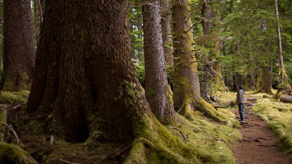 Haida Gwaii, British Columbia, Canada, forest, tree