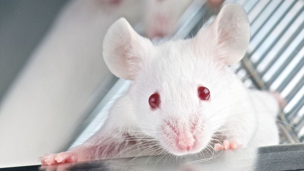 Mice that have had senescent cells removed live longer, healthier lives (Credit: Alamy)