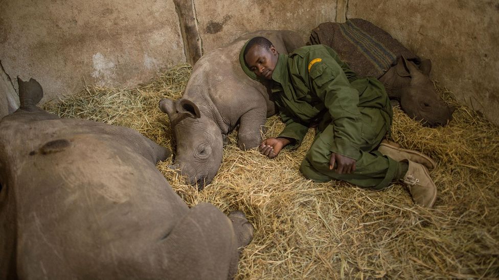 Yusuf, a keeper at the Lewa Wildlife Conservancy (which partners with the NRT) in northern Kenya sleeping among orphaned baby rhinos (Credit: Ami Vitale/Alamy)