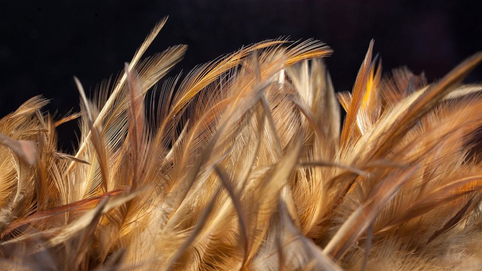 How chicken feathers could warm our homes BBC Future