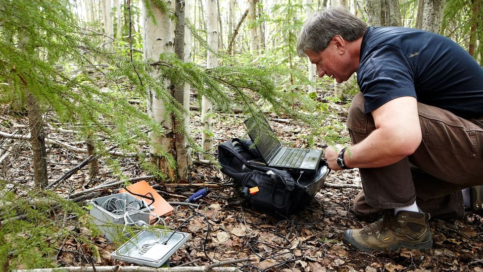 Vladimir Romanovsky crouches as he collects temperature recordings beneath the forest floor (Credit: Anthony Rhoades)