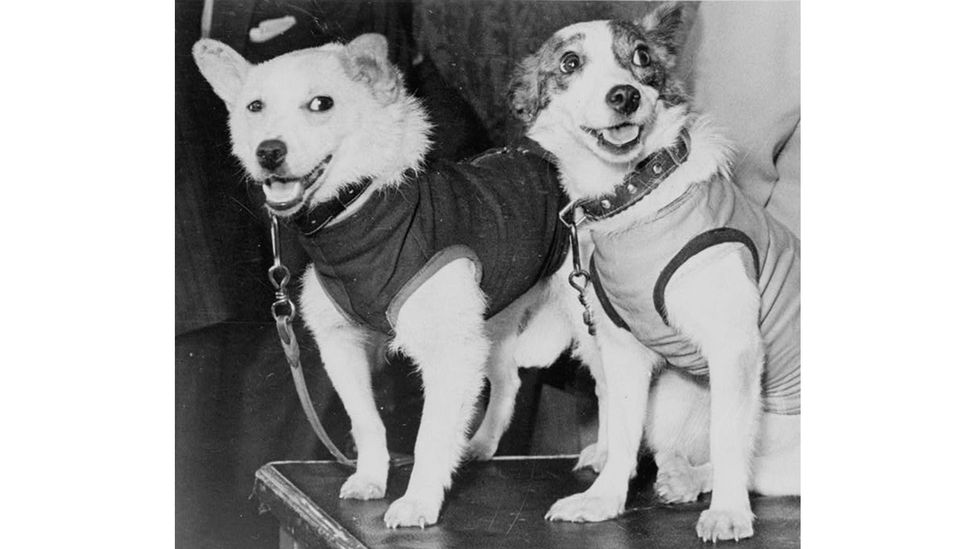 what kind of dogs were belka and strelka