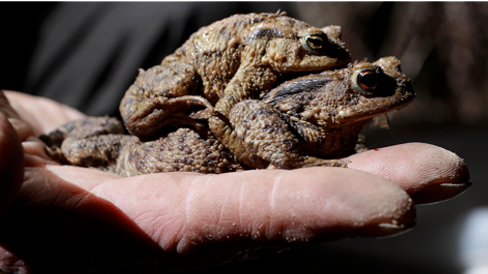 In many animal species the female is larger than the male, like these two toads (Credit: Sean Gallup/Getty Images)