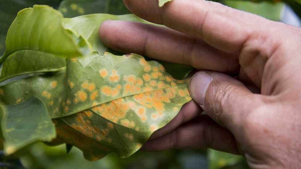 Coffee rust looks like a brown powder on the leaves (Credit: Getty Images)
