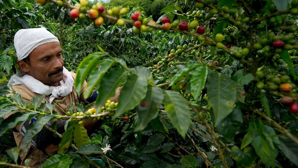 Colombia is the third largest producer of coffee in the world (Credit: Getty Images) Colombia is the third largest producer of coffee in the world (Credit: Getty Images)