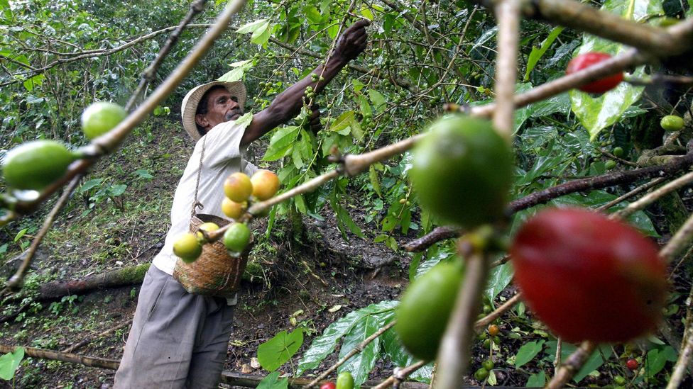 If rust takes hold, can Colombian coffee’s distinct flavours survive intact? (Credit: Getty Images) If rust takes hold, can Colombian coffee’s distinct flavours survive intact? (Credit: Getty Images)