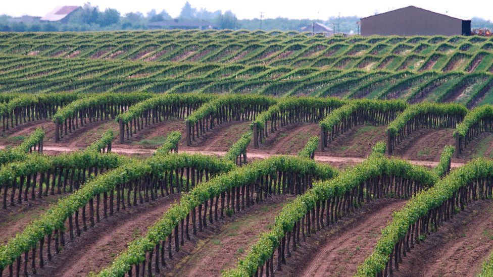 Much of San Joaquin Valley’s agriculture has shifted to water-intensive permanent crops like vineyards, worsening its subsidence (Credit: Alamy)