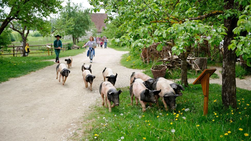 Owning a pig used to mean you had a certain amount of wealth and status (Credit: imageBROKER/Alamy) Owning a pig used to mean you had a certain amount of wealth and status (Credit: imageBROKER/Alamy)