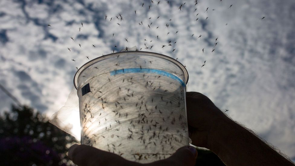 The mosquitoes that are fighting dengue and Zika - BBC Future