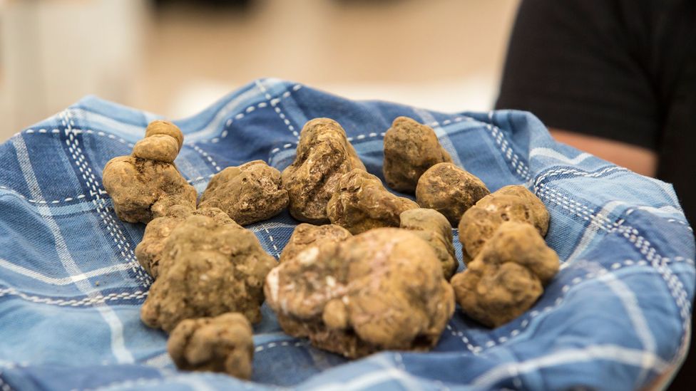 The price for white truffles reportedly reached €4,500 per kilogram in 2017 (Credit: Westend61/Getty Images)