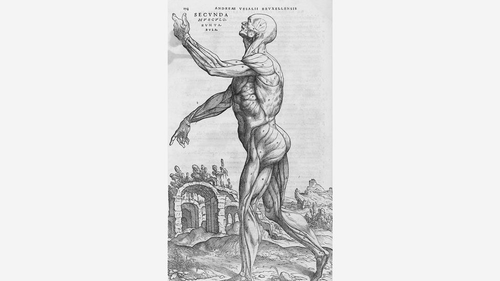 An engraving from the 1543 anatomy textbook De humani corporis fabrica with human musculature in front of ancient ruins, which were seen as a reminder of decay (Credit: Wikimedia) An engraving from the 1543 anatomy textbook De humani corporis fabrica with human musculature in front of ancient ruins, which were seen as a reminder of decay (Credit: Wikimedia)