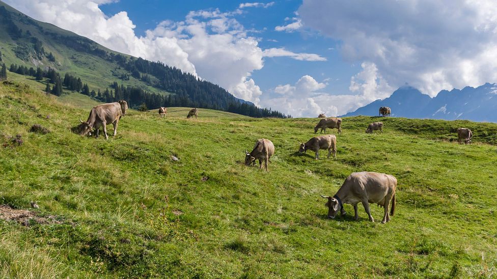 Älplermagronen is as natural a fit to the Swiss Alps as cow bells, gondolas and yodels (Credit: Christoph Rueegg/Alamy) Älplermagronen is as natural a fit to the Swiss Alps as cow bells, gondolas and yodels (Credit: Christoph Rueegg/Alamy)