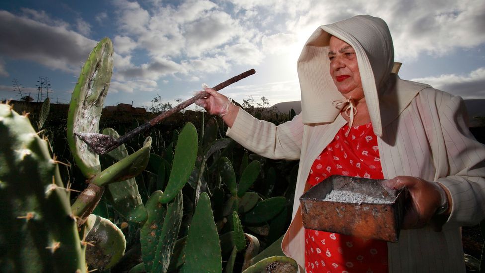 A farmer collects cochineal insects from cacti. The deep red colour, known as carmine, comes from an acid that the oval-shaped bug produces to fend off predators (Credit: Alamy)