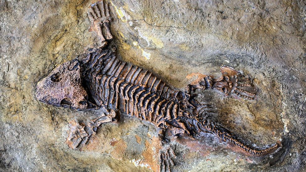 How to be fossilized (Credit: Getty)