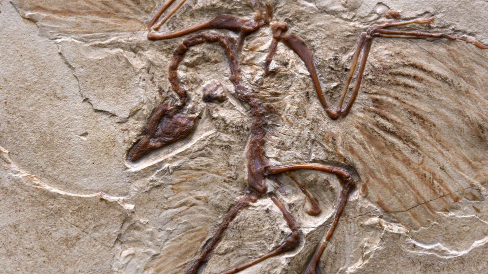 Choose the right conditions and you, too, could be preserved for as long as this 150 million year old archaeopteryx (Credit: Getty)