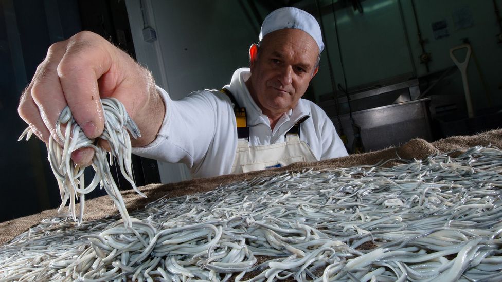 Baby eels, or angulas, are one of Spain’s most expensive foods (Credit: David Doubilet/Getty Images)