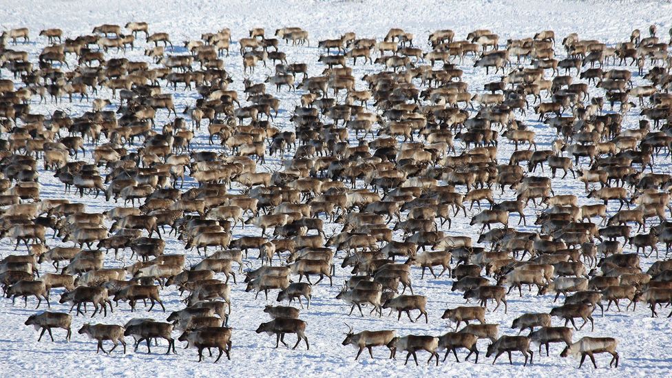 The remote northern reaches of the Northwest Territories is home to Canada’s largest reindeer herd (Credit: Mike MacEacheran)
