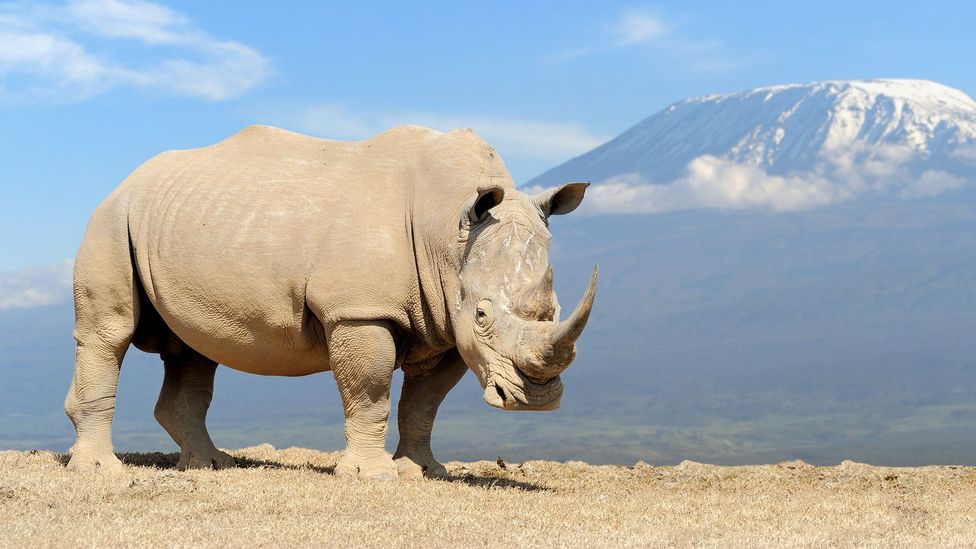 The increasingly realistic prospect of 'extinct animal' zoos - BBC Future The increasingly realistic prospect of 'extinct animal' zoos - BBC Future