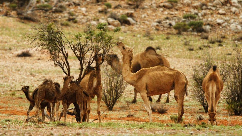 The feral camel population has become a nuisance, wreaking havoc on outback communities and the grazing lands of native wildlife (Credit: The Sydney Morning Herald/Getty Images)