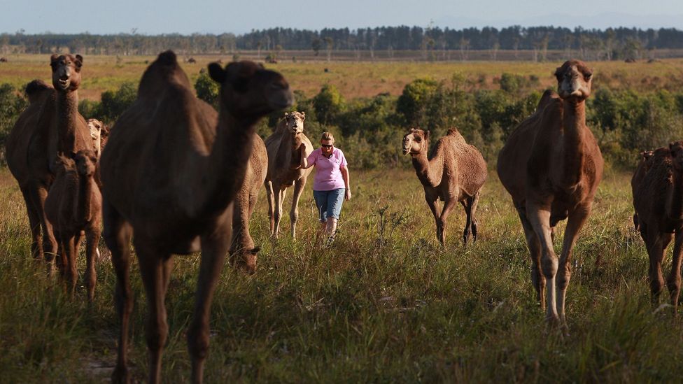 Kupranugarių fermos, tokios kaip QCamel pieninė (nuotraukoje), teigiamai vertina kupranugarių populiaciją, reklamuodami kupranugarių pieno naudą (Kreditas: Lisa Maree Williams / Getty Images)