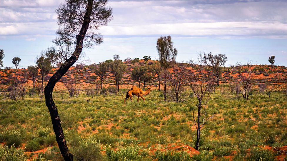 Australijos užmiestyje klaidžioja daugiau nei 1 milijonas laukinių kupranugarių (Kreditas: Posnov / Getty Images)