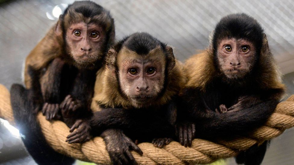 are capuchin monkeys smart