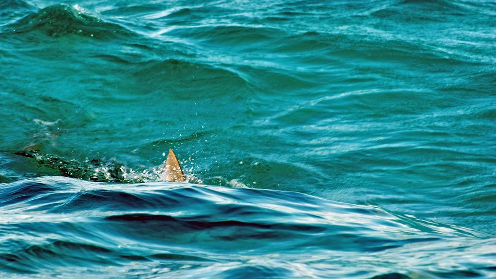 Preserving the Yanyuwa language is tied to preserving the creatures of the sea (Credit: Mico Siren/Alamy) Preserving the Yanyuwa language is tied to preserving the creatures of the sea (Credit: Mico Siren/Alamy)