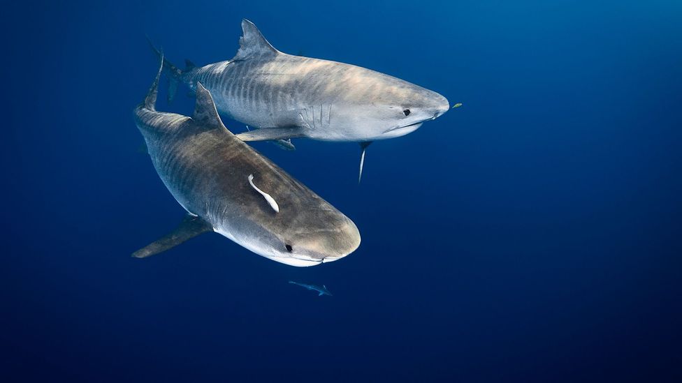 Graham Friday: “The five different words women and men have for shark shows how close a bond Yanyuwa have with the animal” (Credit: David Doubilet/Getty Images)