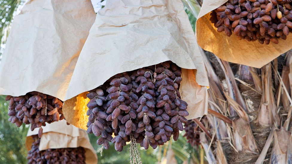 One date palm can produce up to 300lbs of fruit each season (Credit: inga spence/Alamy)
