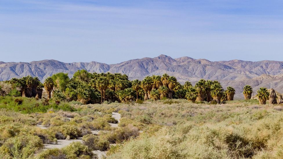 The Coachella Valley’s hot, arid landscape is ideal for cultivating dates (Credit: Chon Kit Leong/Alamy)