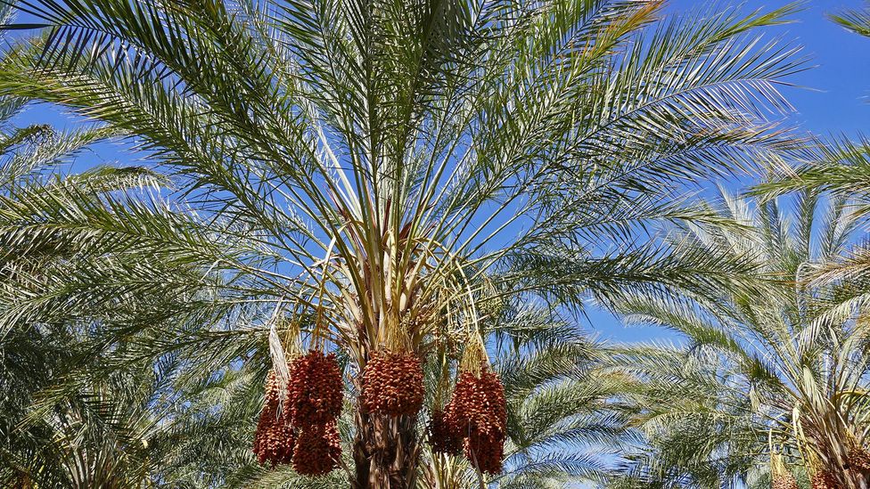 At the turn of the 20th Century, explorers brought date palms back from North Africa and the Middle East to cultivate in the US (Credit: Yvonne Weischedel)