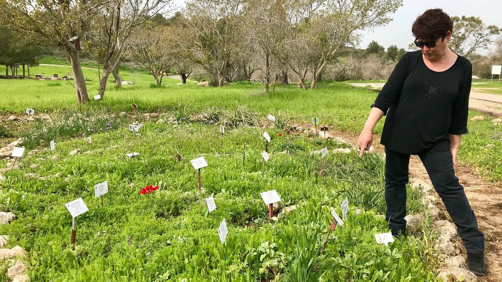 Food archaeologist Tova Dickstein has been cultivating the ingredients used in the ‘biblical diet’, some of which are making a comeback (Credit: Shira Rubin) Food archaeologist Tova Dickstein has been cultivating the ingredients used in the ‘biblical diet’, some of which are making a comeback (Credit: Shira Rubin)