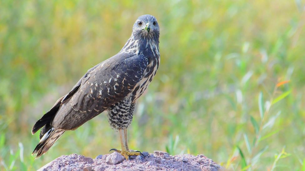 According to forest ranger Terrilyn Green, the migration pattern of the common black hawk is another way to track time (Credit: S.B. Nace/Getty Images)
