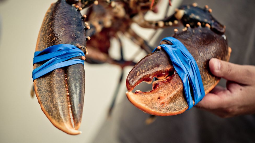 The use of rubber bands to secure the claws of lobsters has led to a huge new worldwide market for elastic (Credit: Getty Images) The use of rubber bands to secure the claws of lobsters has led to a huge new worldwide market for elastic (Credit: Getty Images)