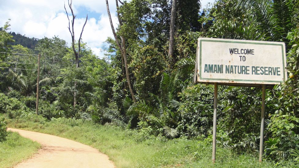 The road to the Amani Hill Research Station (Credit: Rachel Nuwer) The road to the Amani Hill Research Station (Credit: Rachel Nuwer)