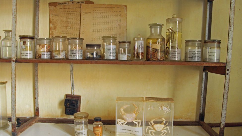 Jars and specimens of creatures studied in the Amani laboratory (Credit: Rachel Nuwer) Jars and specimens of creatures studied in the Amani laboratory (Credit: Rachel Nuwer)