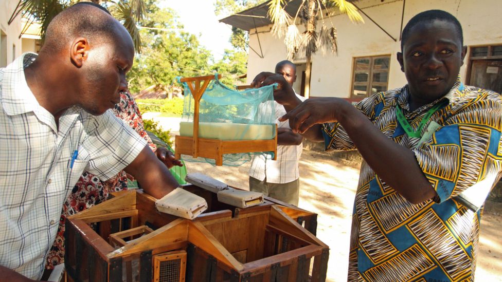 Wema Sudi, with a model home he built to help design mosquito prevention field trials (Credit: Rachel Nuwer) Wema Sudi, with a model home he built to help design mosquito prevention field trials (Credit: Rachel Nuwer)