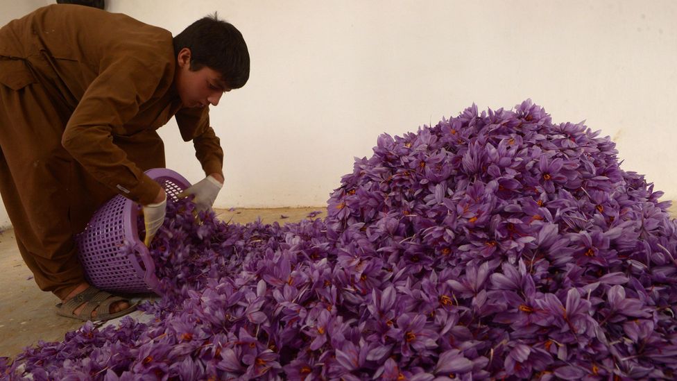 Picking the delicate stigma from crocus flowers to produce saffron is painstaking work (Credit: Getty Images)