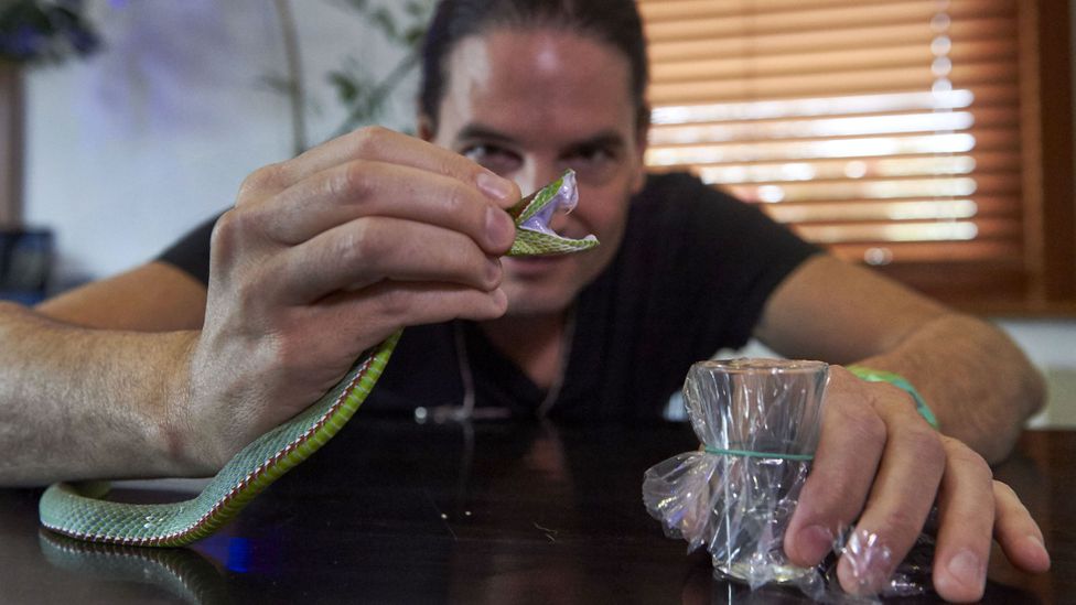 Venom extracted from a Pope's Pit Viper (Credit: Getty Images) Venom extracted from a Pope's Pit Viper (Credit: Getty Images)