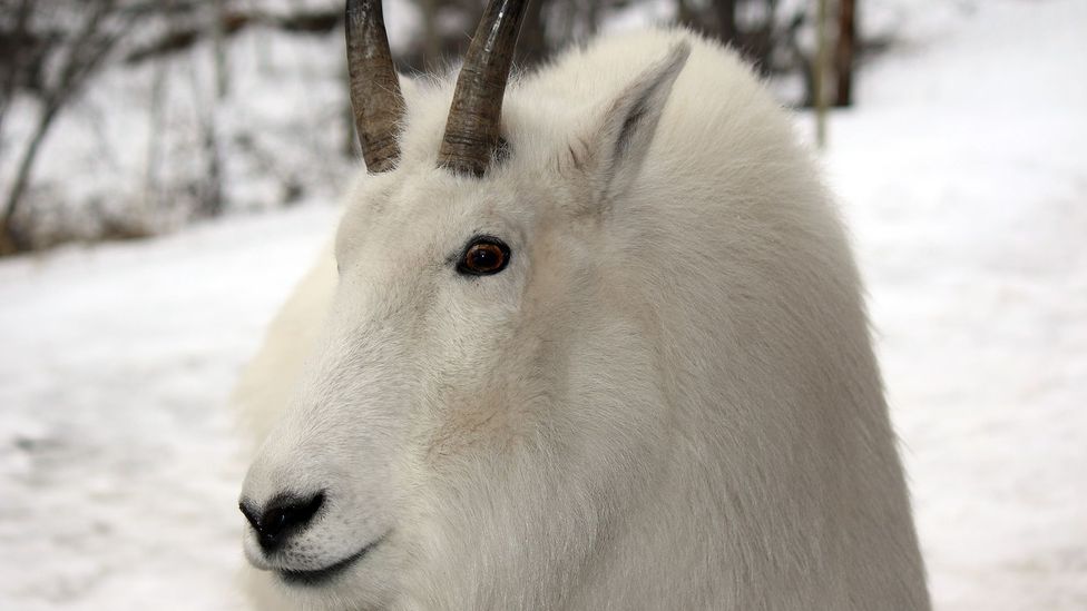 The Carcross Desert is home to a variety of wildlife, including dall sheep and mountain goats (Credit: Mike MacEacheran)