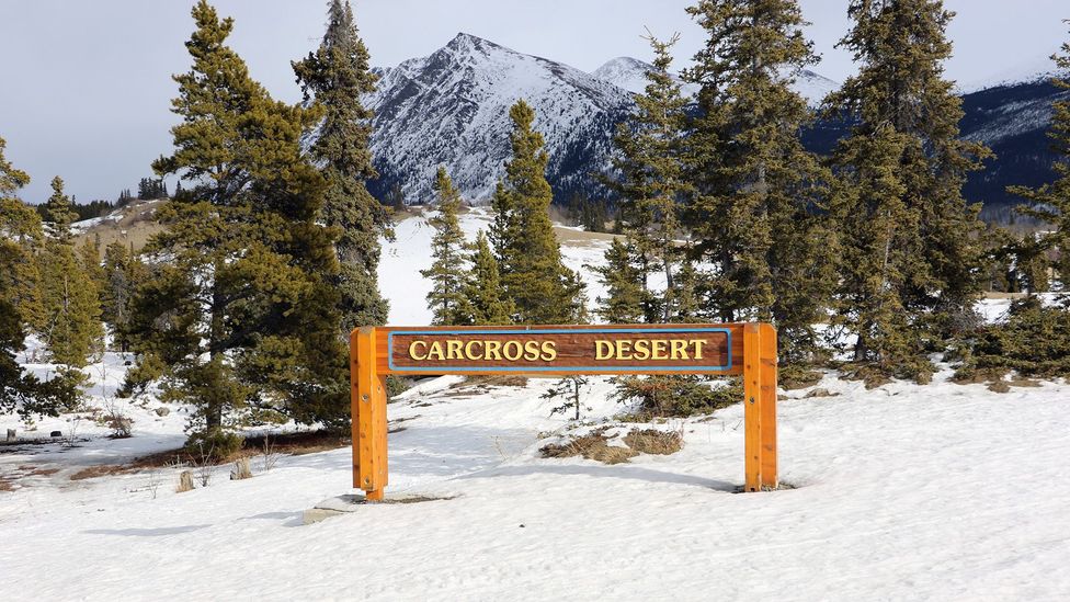 At only 600m wide, Canada’s Carcross Desert is said to be the world’s smallest desert (Credit: Mike MacEacheran)
