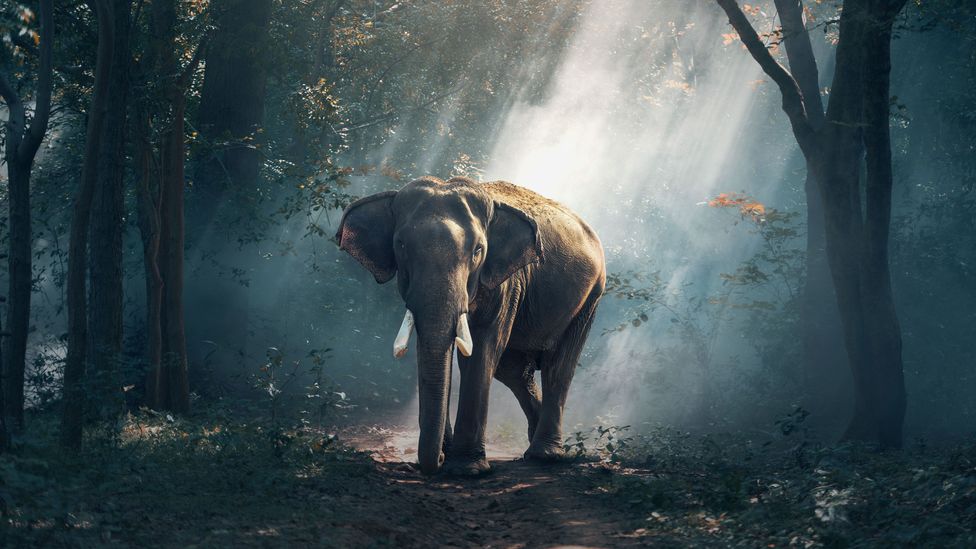If a powerful deity could give an elephant a soul, wondered Alan Turing, then why not AI? (Credit: Getty Images) If a powerful deity could give an elephant a soul, wondered Alan Turing, then why not AI? (Credit: Getty Images)
