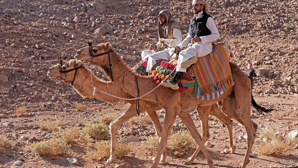 Members of Bedouin tribes have long escorted pilgrims across the Sinai (Credit: Clodagh Kinsella) Members of Bedouin tribes have long escorted pilgrims across the Sinai (Credit: Clodagh Kinsella)