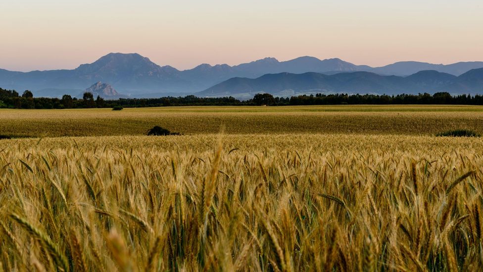 Lorighittas dough is made with flour produced from durum wheat, the typical wheat grown in Sardinia’s fields (Credit: Patrizio Martorana/Alamy) Lorighittas dough is made with flour produced from durum wheat, the typical wheat grown in Sardinia’s fields (Credit: Patrizio Martorana/Alamy)