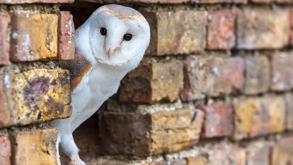 The strange reason owl theft may be on the rise BBC Worklife
